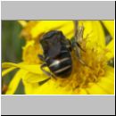 Stelis punctulatissima - Duesterbiene 04 9mm.jpg